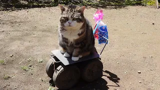 Maru and Carp Streamer Custom Car.