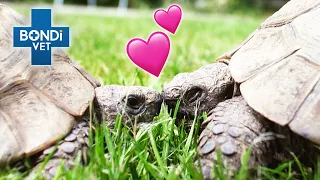 100 Year Old Tortoises Try For A Baby! 🥰 | Vet on the Hill Clips | Bondi Vet