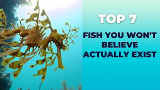TOP 7  Fish You Won’t Believe Actually Exist
