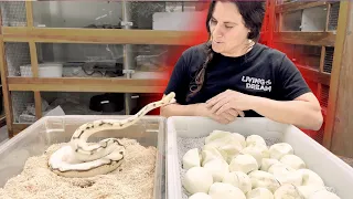 Angry Ball Python Protects her New Baby Eggs🥰