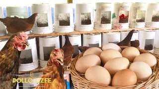 Como hacer un NIDO para GALLINAS PONEDORAS con materiales Caseros