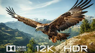 12K HDR 120FPS Dolby Vision - Wild Birds And Relaxing Piano Music With Nature Sounds