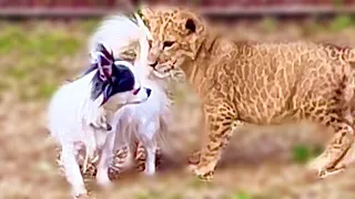 Львы и собачка! Бесстрашная малышка воспитывает львят! Fearless little dog raising lion cubs! Тайган