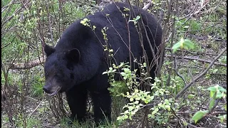 One of the Best Crossbow Shots on a 420 Pound Giant Bear (Manitoba)