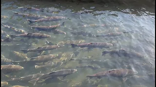 Salmon Olympics at Tumwater Falls Hatchery: Watch Them Defy Waterfalls!