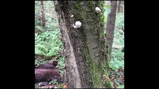 Где растут грибы опята ?