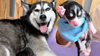 Helping My Pregnant Rescue Husky Unexpectedly Give Birth