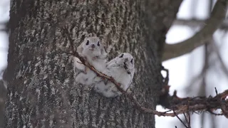 【4K】Siberian flying squirrel　エゾモモンガ