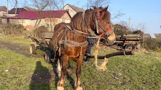 Лиса йде танцюючи🔥їдемо на ферму🐮Можлива продажа💲👍