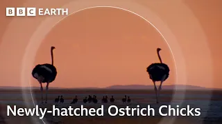 Raising Ostrich Chicks | Natural World: Wild Mothers and Babies | BBC Earth