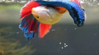 The Complete Betta Fish Life Cycle In 2:30 Minutes