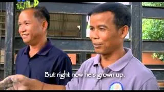 Doc Ferds, nasaksihan ang paglalagay ng prosthetic leg sa isang elepante | Born to be Wild