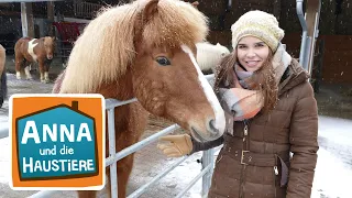 Islandpferd | Information für Kinder | Anna und die Haustiere
