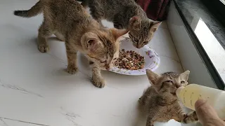 Mother Cat Refuses Rescue Kitten But Her Kittens Step In to Help