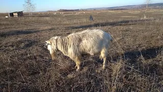 Содержание козла.