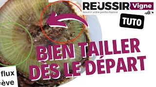 Comment tailler sa vigne à la formation en respectant les flux de sève : le tutoriel Réussir Vigne