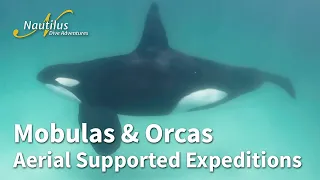 Sea of Cortez - Airplane Supported Mobula & Orca Expeditions #orcas #mobulas #seaofcortez