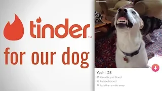 We Made a Tinder for Our Dog