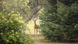 Hej przez żywieckie pola leci sarna - Biesiada - akordeonowo