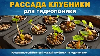 РАССАДА КЛУБНИКИ ДЛЯ ГИДРОПОНИКИ - Как высадить клубнику в гидропонику