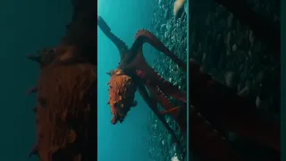 Watch How Hunting Octopus  Underwater (Amazing Video)