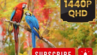 wild birds special collection 8k video ultra HD quality HDR 60FPS.NATURE.