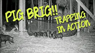 HOG TRAPPING FLORIDA STYLE!! PIG BRIG TRAPPING SYSTEM #PIGBRIG #TRAPPING #FLORIDA #verobeach