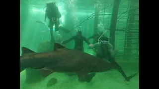 Buceo en Mar del Plata Aquarium - Parte 2 - Mar del Plata - Argentina