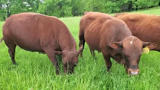 Greg's evaluating 76 grass genetic bulls on pasture with his interns!