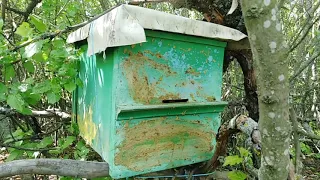 Расстановка пчелиных ловушек,Как поймать рой,Где ставить ловушки,Как приманить рой пчел,Пчеловодство