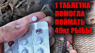 These fishing pills make you peck all the fish in 5 minutes