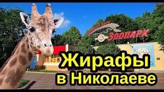 Жираф в Николаеве, в Николаевский зоопарк привезли жирафов. Зоопарк Николаев 2019