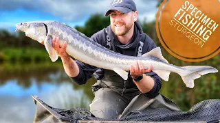 How To Catch Sturgeon | Specimen Fishing