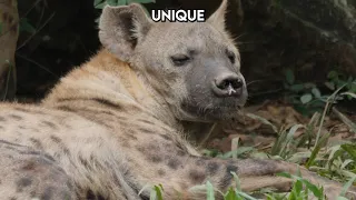 What's so funny?  Its the laughing hyena