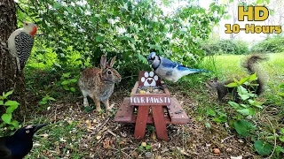 ✨10-hour Dog & Cat TV ✨ Bunnies 🐇, Squirrels 🐿& Birds 🐦 chase each other around the honeysuckles.