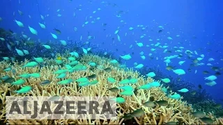Australia's efforts to save the Great Barrier Reef