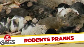 Best Rodent Pranks - Best of Just for Laughs Gags