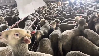 Se nos van los Merinos ....🚚🐑