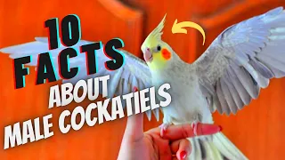 10 Things You Didn't Know About Male Cockatiels