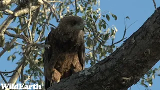 WildEarth - Sunset Safari -14 June 2023