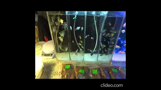 птичий рынок по продаже аквариумных рыбок животных. как в 90-х aquarium fish russia plants animals