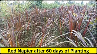 Red Napier after 60 days of planting / How to increase Milk production in cows / Dairy Farming Ideas