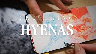 Sketching Hyenas from the National Geographic
