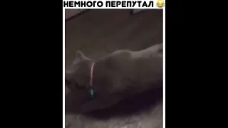 напоил кота