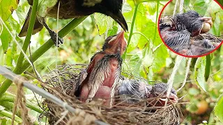 Baby bird Vomits Out OVERSIZED CATERPILLAR || Bulbul baby birds video | transformation day 4 EP 6