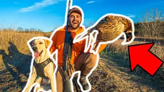 PHEASANT Hunting in My BACKYARD for the FIRST TIME!!! (LIMITED OUT) Catch Clean Cook