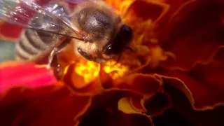 Пчела (макросъемка)