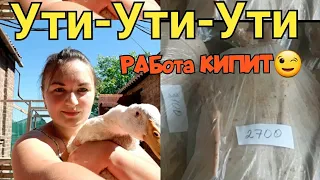 Вес утки в 60 дней /Откорм уток /стар 53/ Результат выращивания уток