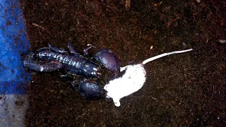 Emperor scorpion eats mouse