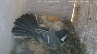 Great tit defending her nesting box - Berliner Kohlmeisen Nistkasten Livestream 2023